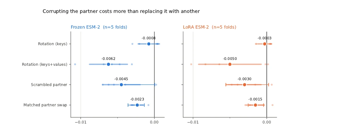 Change in AUC-ROC as the partner is rotated, scrambled and swapped, across frozen and LoRA models.